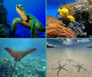 whitsunday fauna